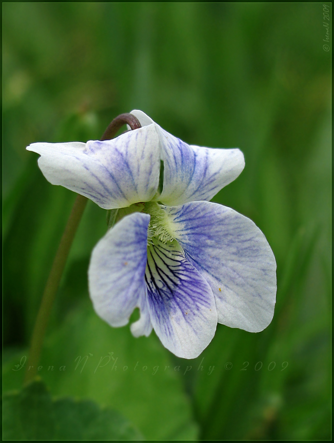 'Viola'