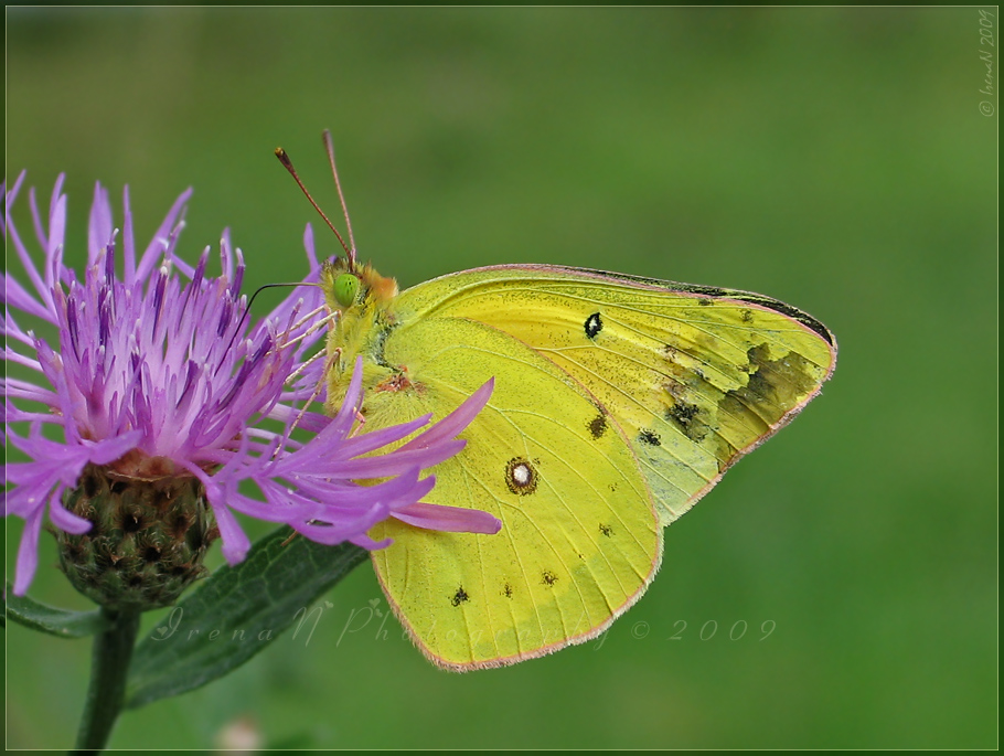 'Colias'