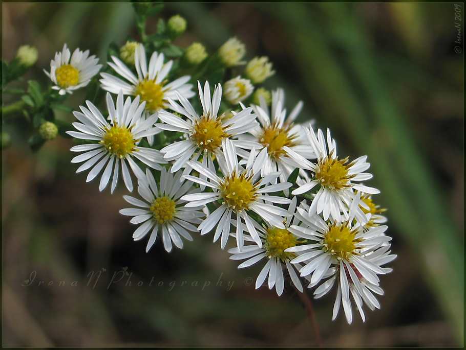 'Frost Aster'