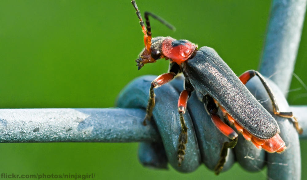 Soldier beetle by ninja--girl on DeviantArt