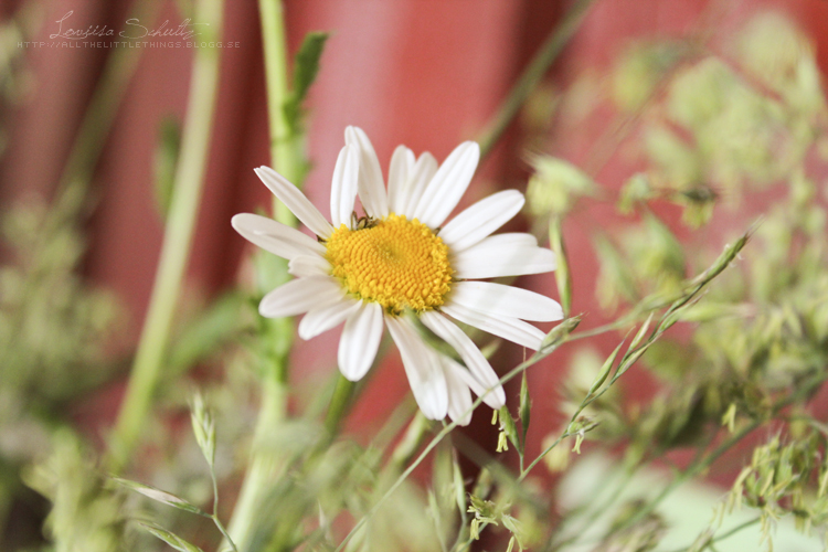 Another white flower