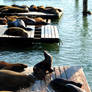 Sea Lions