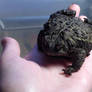 Jack the toad