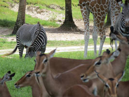 Serengeti Beauties