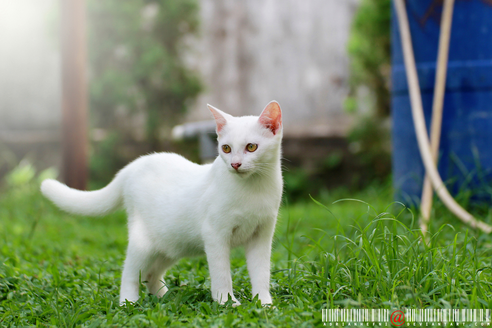 My Little White Kitty, Moko :)