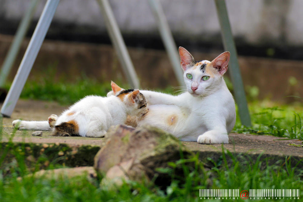 Ame and her kitten 2 by adrianhefni on DeviantArt