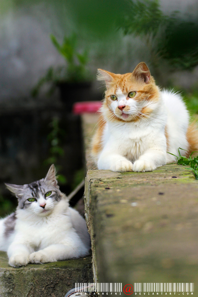 Pocky and Luna during afternoon kitty meeting