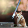 Little Kitty Trying to be Friend With Rain :)