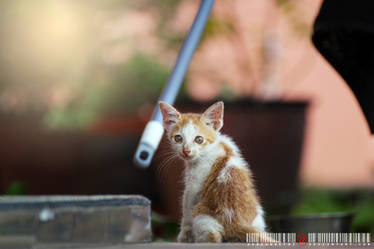 Little Kitty Trying to be Friend With Rain :)