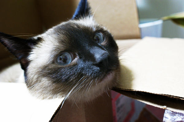 Cat in the BOX