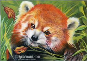 Red Panda