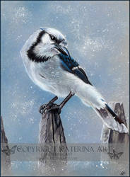 Blue jay