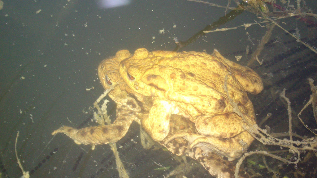 Toad pair