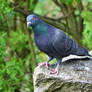 Pigeon