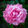 Pink Rose