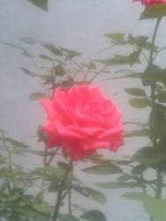 Single Red Rose