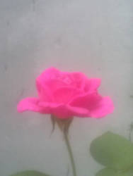 Single Pink Rose