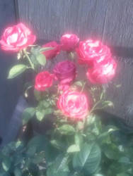 Group of Pink Roses
