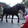 Draft Horse Pulling Cart