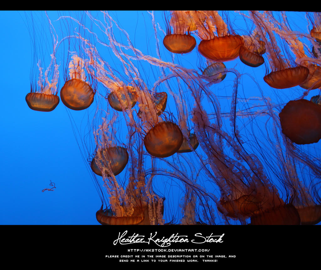Monterey Jelly Fish
