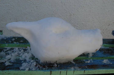 Wolf Head Carved from Snow