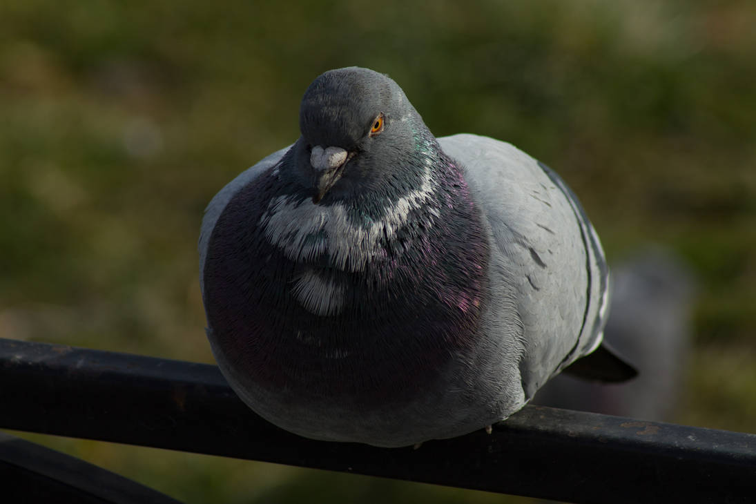 Pigeon by razorofdarkness on DeviantArt
