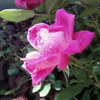 Pink Rose W/ Water Droplets