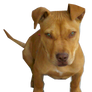 Perro Pitbull Bebe png (maximo)