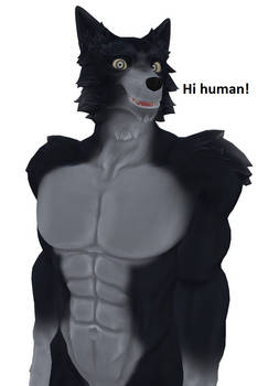 Dark grey wolf say hi