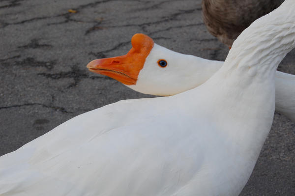 Evil Geese 2