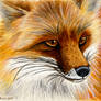 Red Fox Painting