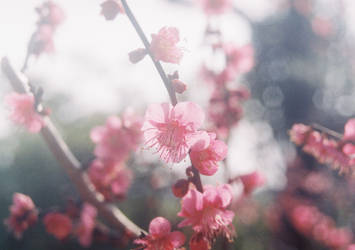 Japanese apricot (1)