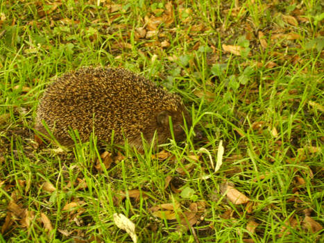 hedgehog 1