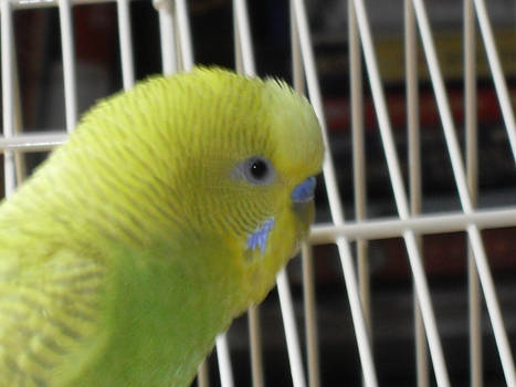 Baby the Budgie 1