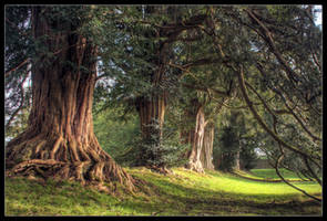 Under The Yew Tree