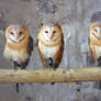 Three barn owls (Tyto alba)