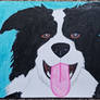 Border Collie2
