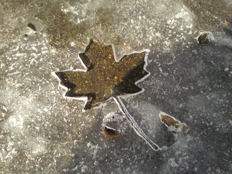 Maple Leaf Forever