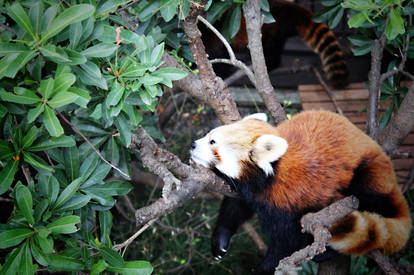 red panda