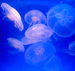 Jellyfish