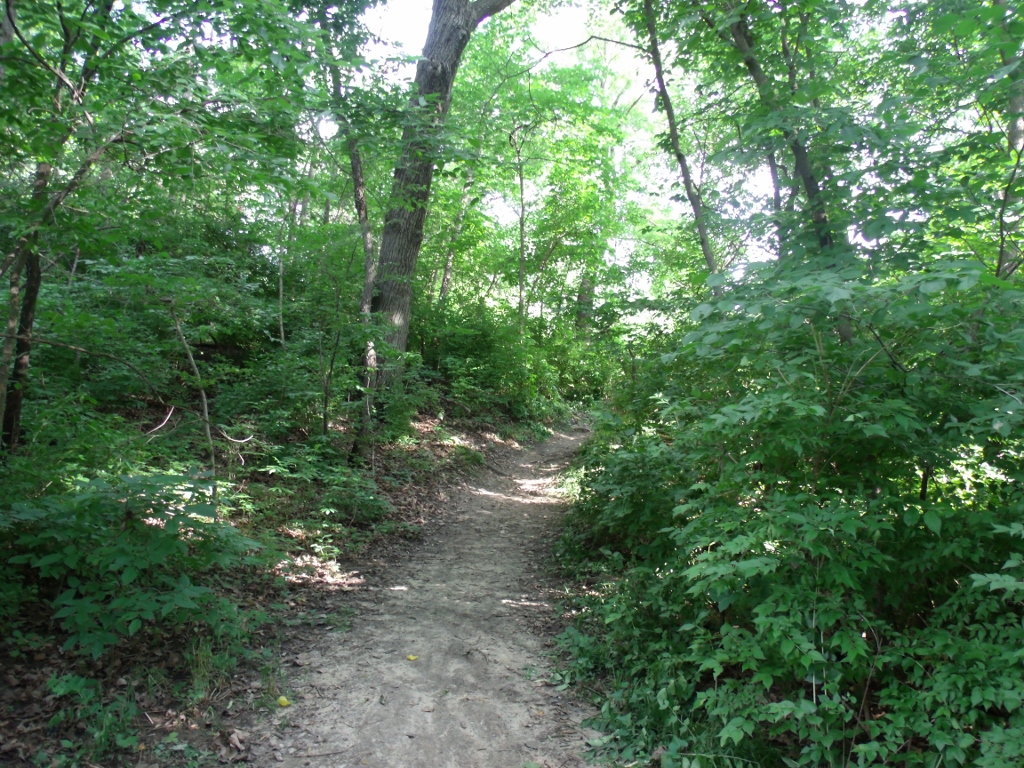 Forest Trail