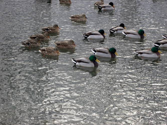 Mallards in Winter - South Park 1st Snow 2013