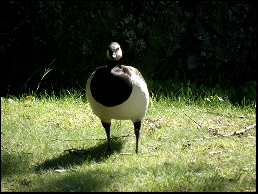 Canada goose