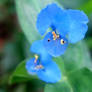 Little Blue Flowers