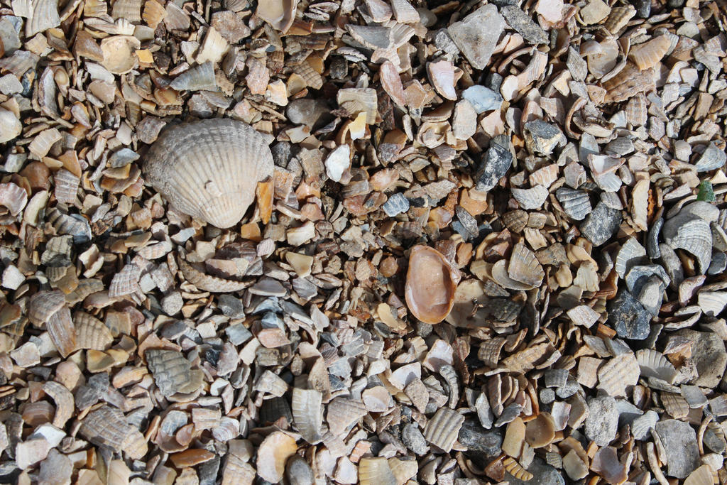 Shells by Penguin6126 on DeviantArt