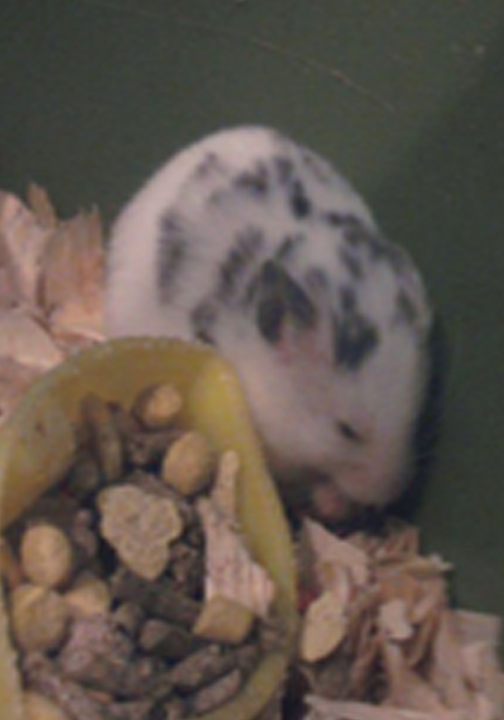 My New Hammie: Tartlet