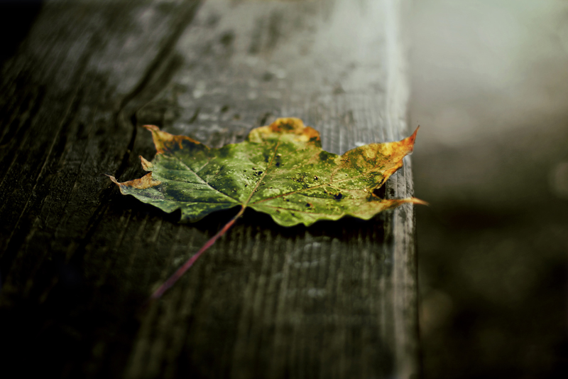 Autumn leaf2