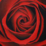 Red Rose 