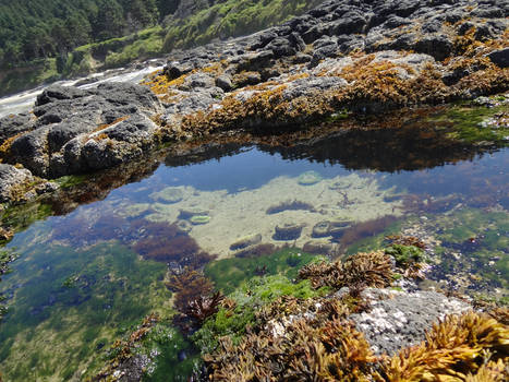 Tide Pool