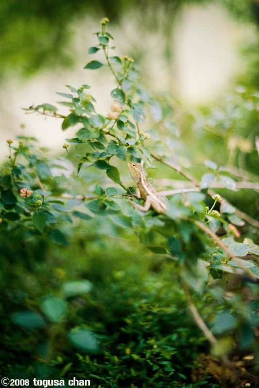 A lizard in the bush